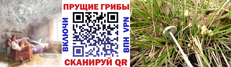 Галлюциногенные грибы мухоморы хочу наркоту Кинель